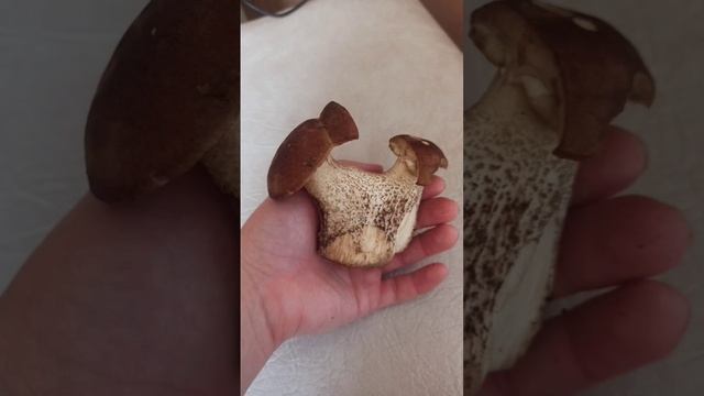 #грибы #вологодская_область #кадуйскийрайон смотреть онлайн