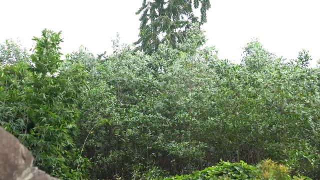 3 DAYS solo survival CAMPING . FISH TRAP, CATCH and COOK. Survival Shelter under the giant rock смотреть онлайн