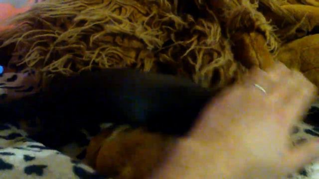 Норка Дуся атакует