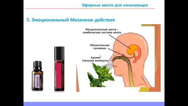 Занятие № 1 Эфирные масла для начинающих смотреть онлайн
