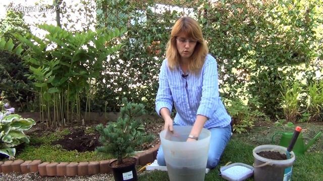 Сосна. Посадка и уход. смотреть онлайн