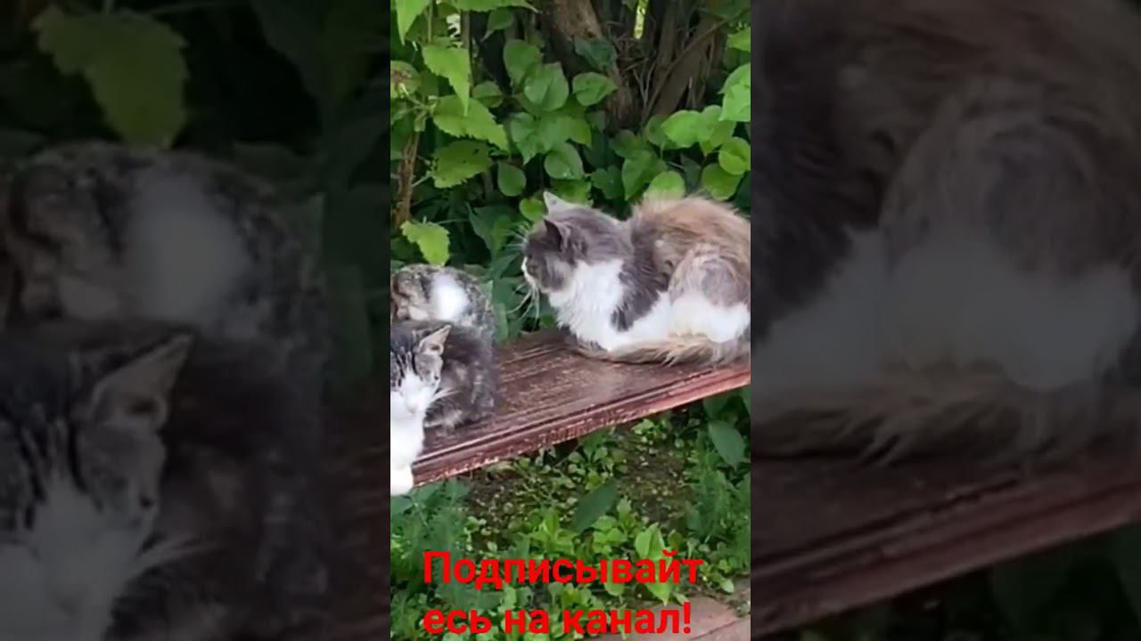 Вся кошачья семья в сборе!! смотреть онлайн
