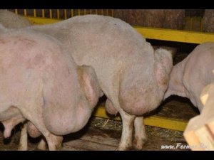 Тушинская порода овец на Всероссийской выставке овец г Элиста