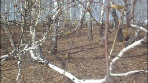 ПОЧКИ РАСПУСКАЮТСЯ