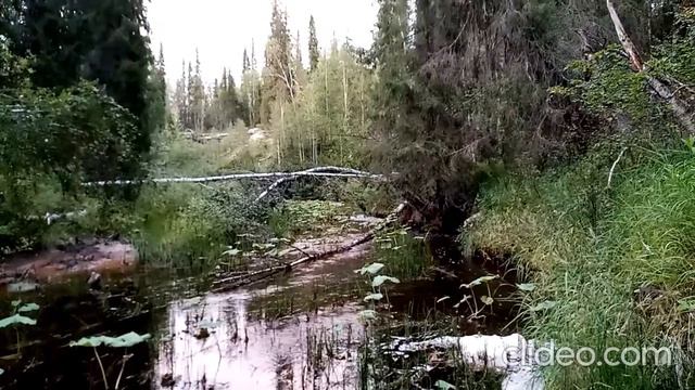 рыбалка на лесной речке смотреть онлайн