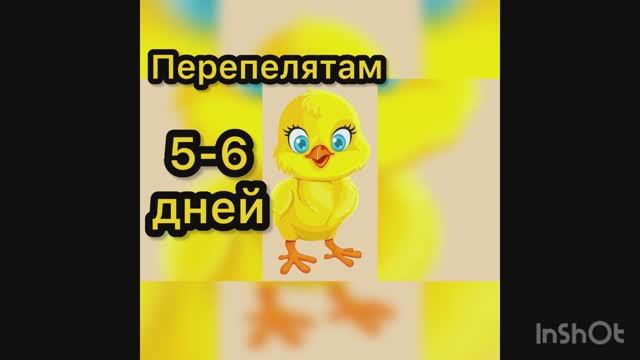 Пепепелятам 5-6 дней смотреть онлайн
