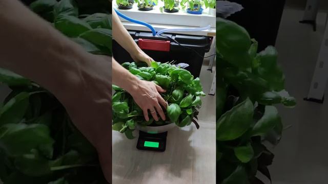 Сбор первого урожая базилика с самодельной фермы. смотреть онлайн