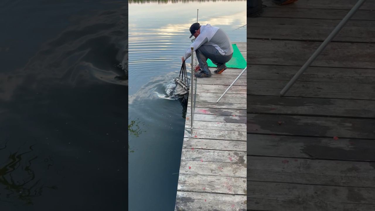 Идеальный способ сохранения рыбы! смотреть онлайн