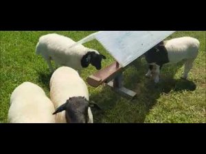 Пастбище для овец. Какая трава нужна овцам