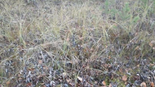 Сфагнумый мох, осенние тона на болоте смотреть онлайн