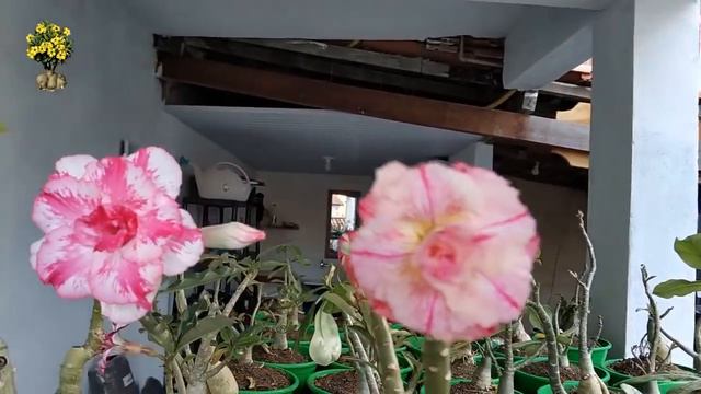 🌺 Rosa do deserto Vanilla florida смотреть онлайн