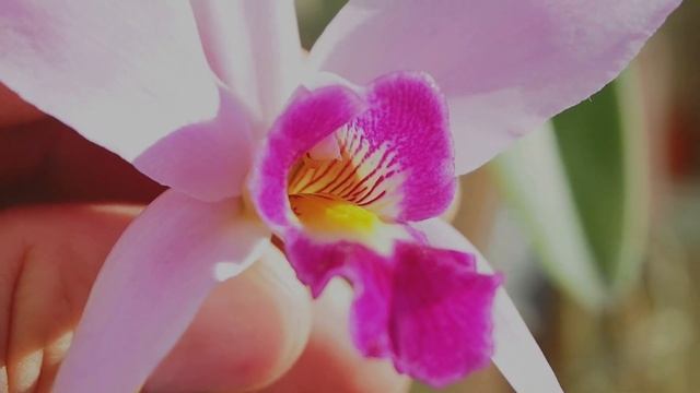 Laelia anceps tipo смотреть онлайн