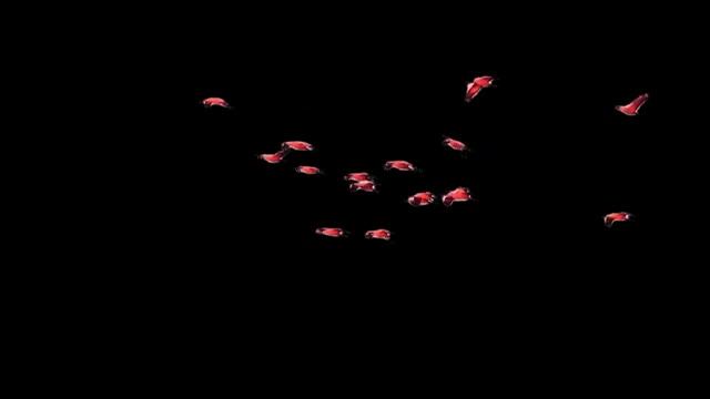 "Красный лебедь." Памяти Булата Аюханова смотреть онлайн