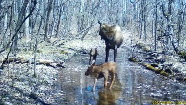 Семья Лосей на водопое в Хинганском заповеднике смотреть онлайн