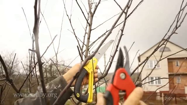 Яблоня: учимся обрезать. Обрезка плодовых деревьев - Уроки Николая Рабушко. смотреть онлайн