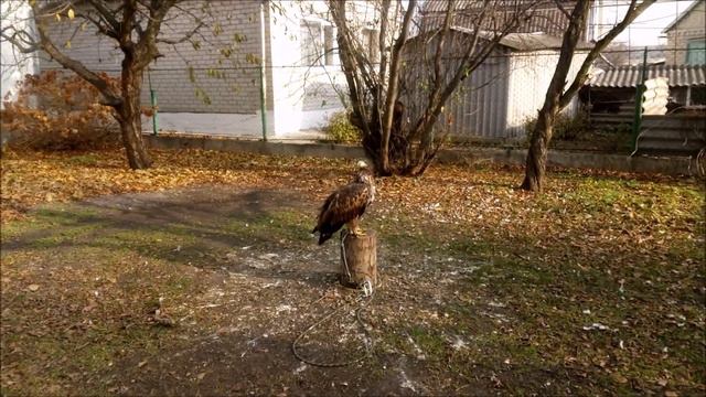19.11.18 Тренировка с Орланчиком:) Орлан Белохвост:) white-tailed eagle смотреть онлайн