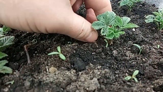 Ежевика “Небеса”.Как проростают веточки,срезанные в феврале. смотреть онлайн