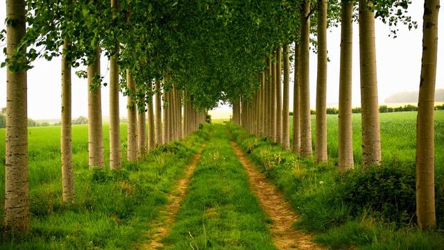 Картинка природа. Дорога, весна, деревья. Aard van de afbeelding. Weg, lente, bomen смотреть онлайн