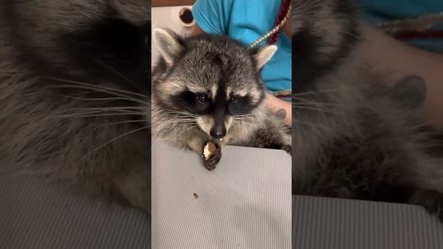 Вредная еда для Енота смотреть онлайн