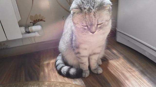 Старший родной Брат Жеша смотреть онлайн