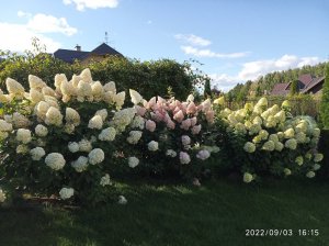 Метельчатая гортензия Phantom, как получить крупные соцветия