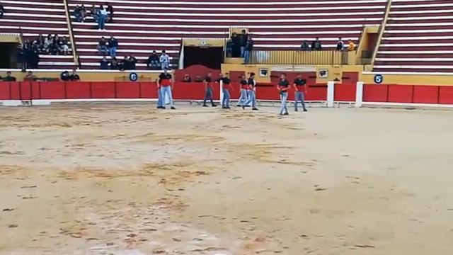 Demonstração de pegas dos Forcados Amadores da Moita e do grupo Turtulia dos Tesorinhos 21/11/2019 смотреть онлайн