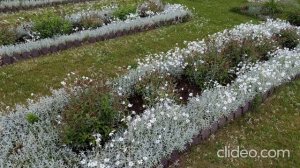 Ясколка - тонкости выращивания