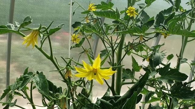 Опадает завязь на томатах и перце? Как остановить осыпание цветов смотреть онлайн