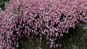 Гипсофила ползучая