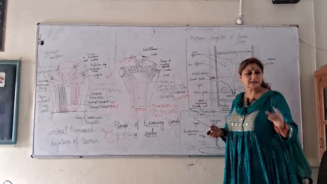 nervous system., excretory and reproductive system of Taenia solanum смотреть онлайн