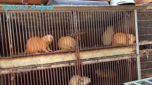 нутрия сколько самок в одну клетку размеры клеток