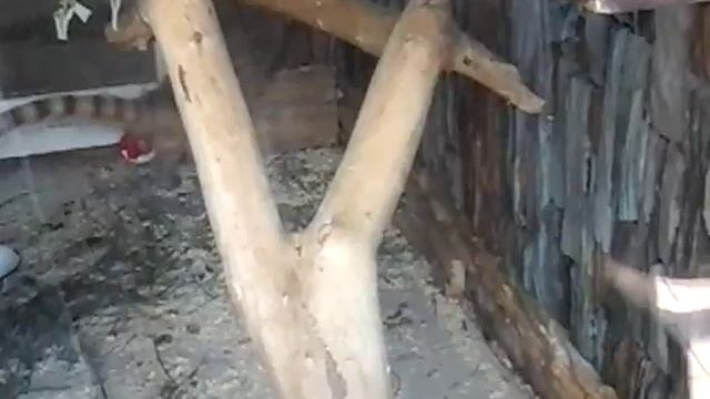 Животное с хвостом в Ленинградском зоопарке смотреть онлайн