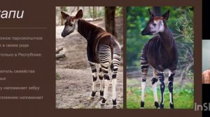 Видеоурок по теме: Животный мир Африки, 7 класс