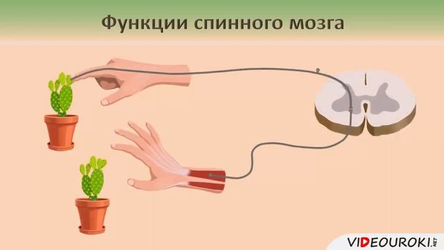 Спинной мозг. смотреть онлайн