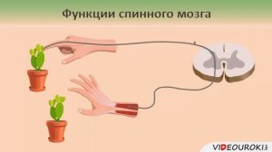 Спинной мозг.