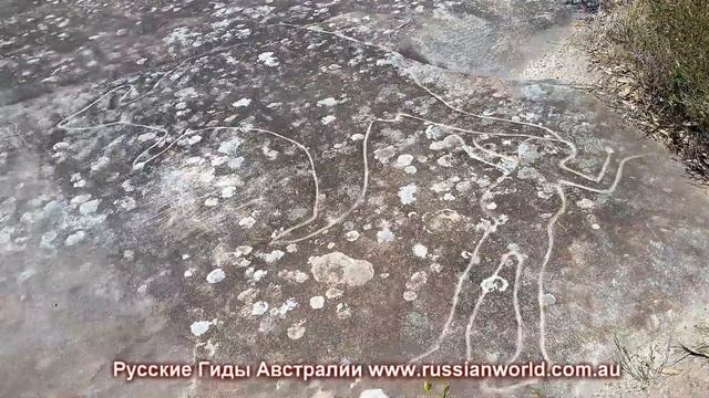 Частный тур Дикие Животные Австралии и петроглифы Аборигенов смотреть онлайн