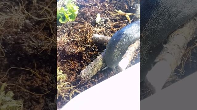 Уход за Мадагаскарскими Слизнями смотреть онлайн