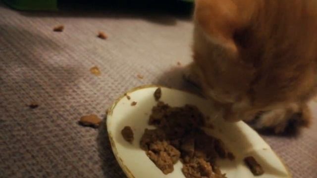 котятам 1 месяц, они пробуют первый прикорм в виде паштета смотреть онлайн