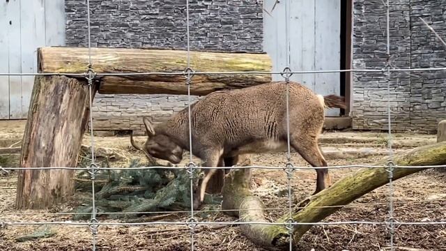 влог|калининград|музеи|зоопарк смотреть онлайн