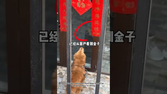 姥爺把金子當親孫子養，連上車都有專屬樓梯，金子習慣也越來越像姥爺了【憨憨金和帥帥銀】 смотреть онлайн