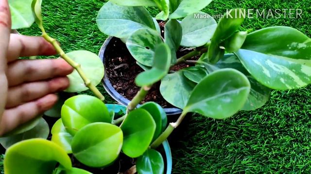 All About Peperomia Obtusifolia