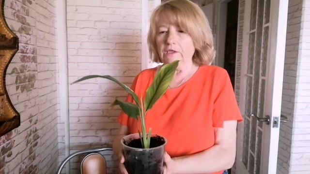 Овощи на рынке подешевели. Выбираю краску для волос. Фаршированные кабачки на ужин. Беларусь. смотреть онлайн