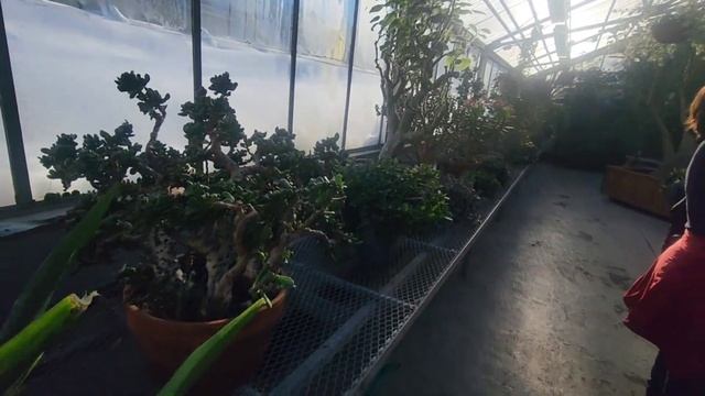 Аляска. Немного ЛЕТА посреди зимы. Аляска, Анкоридж,  Русский парк. Тропическая оранжерея.