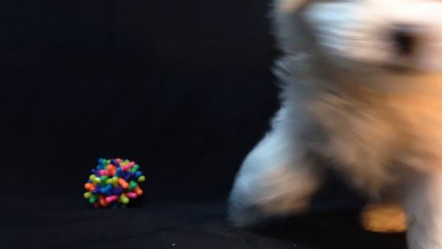 Мальтийская Болонка смотреть онлайн