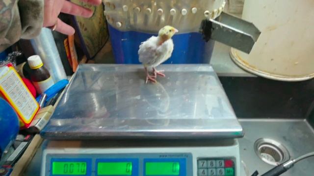 Битва кормов! BEST или МЕГАКОРМ, старт! Что лучше для перепелов. смотреть онлайн