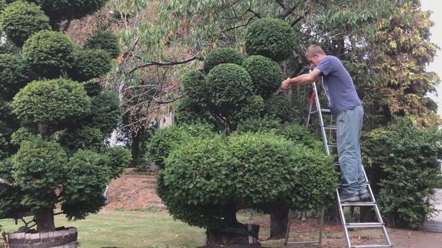 Yew Cloud Tree Bonsai Gets A Makeover!! Taxus Baccata Topiary смотреть онлайн
