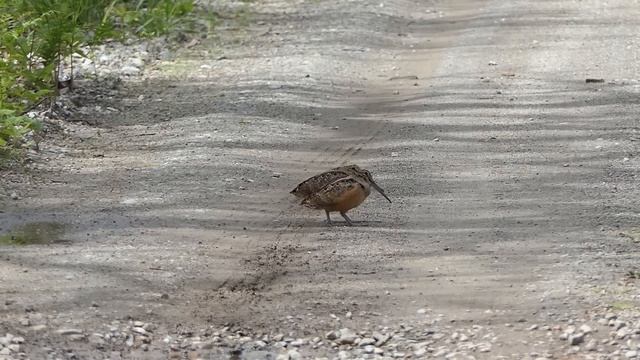 American Woodcocks bouncing смотреть онлайн