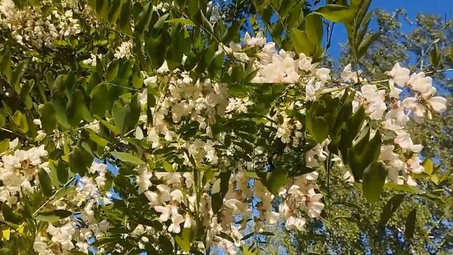 #Акация-белая. #Цветение #Ароматы. #Acacia_s_white. #Blossom. #Aromas. смотреть онлайн