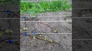 Виноград в Приморском  крае !  Самый правильный способ выбора винограда и его посадка???☀️