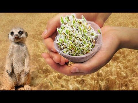 Пророщенная пшеница